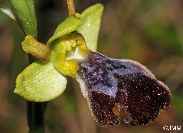 Ophrys brigittae