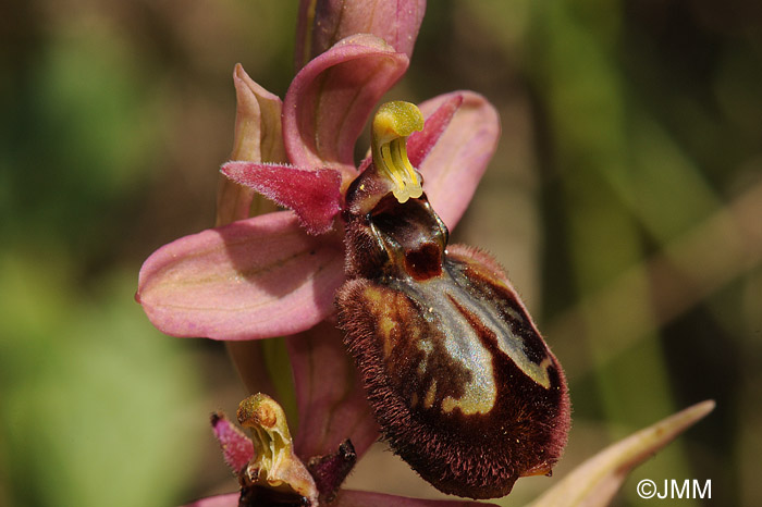 Ophrys speculum x Ophrys tenthredinifera