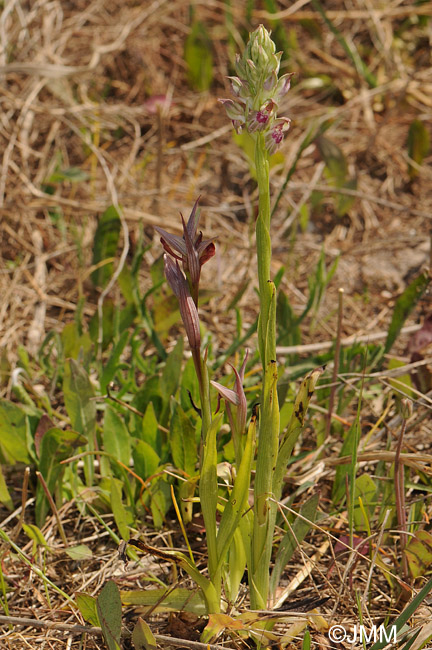 Serapias parviflora & Orchis fragrans