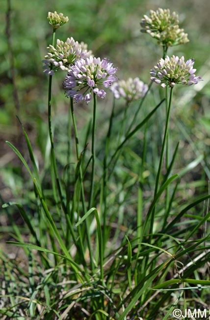 Allium lusitanicum = Allium montanum