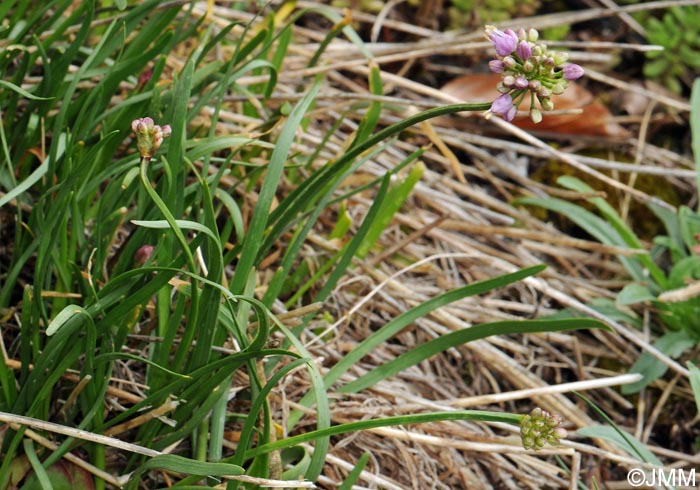 Allium lusitanicum = Allium montanum