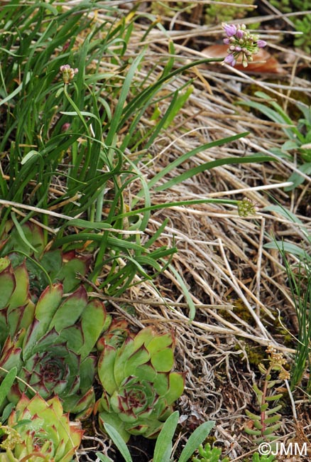 Allium lusitanicum & Sempervivum tectorum