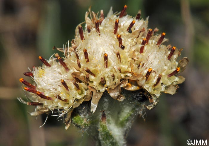 Antennaria carpatica subsp. helvetica