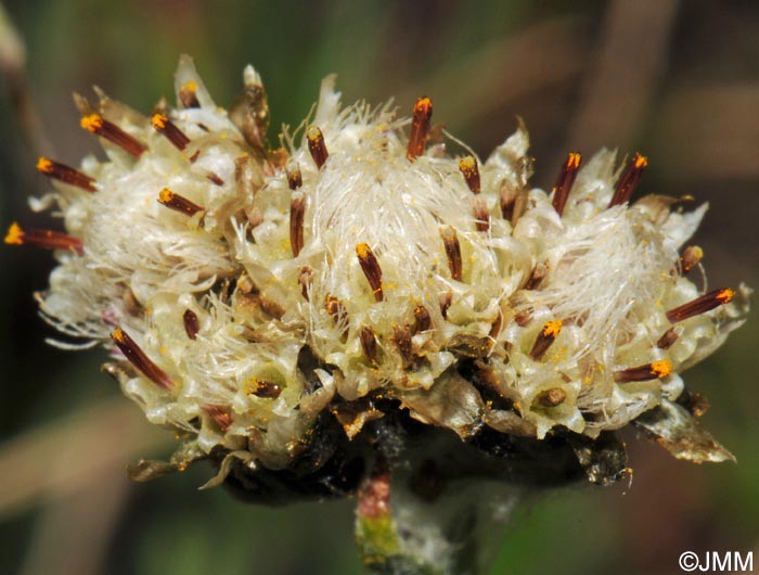 Antennaria carpatica subsp. helvetica