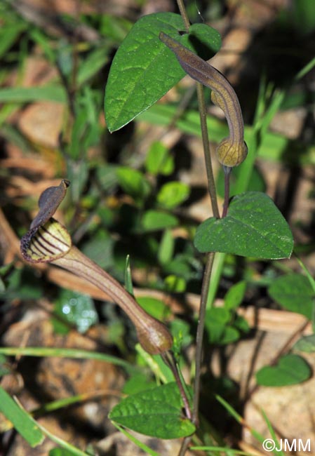 Aristolochia bianorii