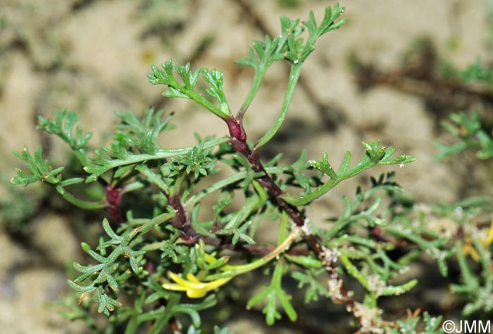 Artemisia campestris subsp. maritima