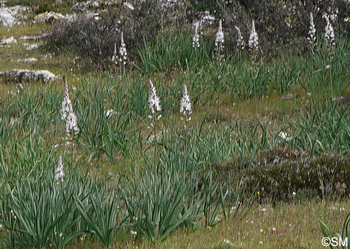 Asphodelus macrocarpus subsp. rubescens