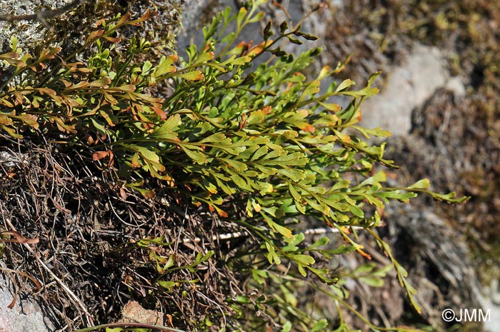 Asplenium x alternifolium