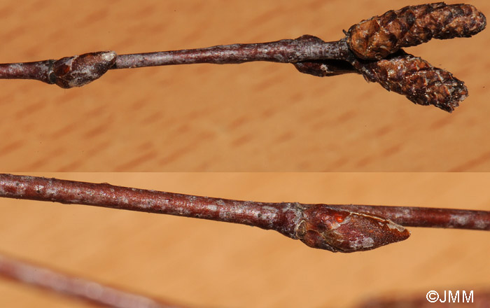 Betula pendula : rameaux verruqueux, bourgeons glutineux