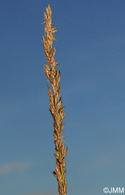 Calamagrostis stricta