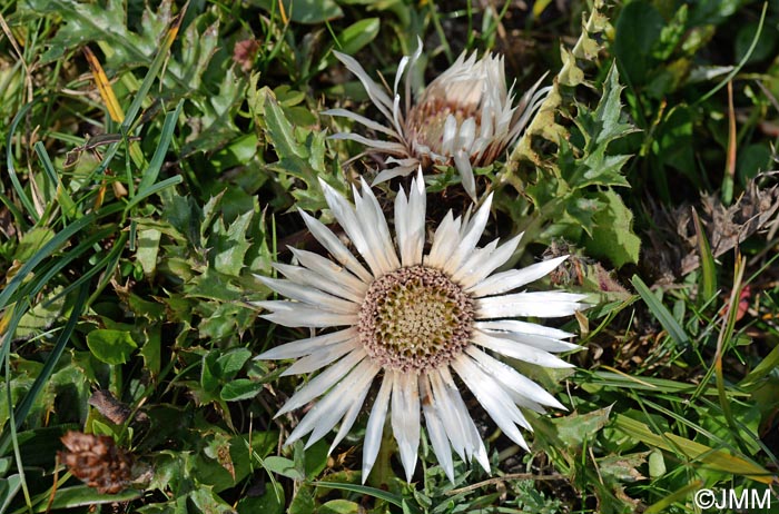 Carlina acaulis subsp. acaulis