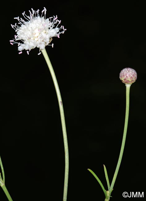 Cephalaria leucantha