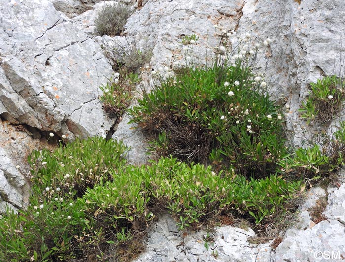 Cephalaria squamiflora subsp. mediterranea = Cephalaria mediterranea