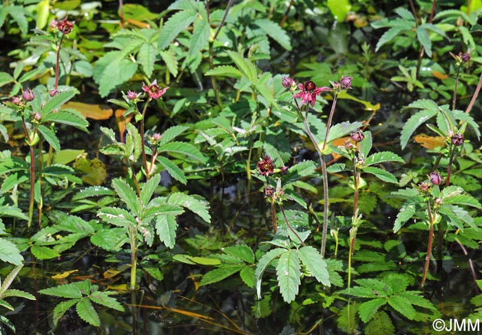 Comarum palustre = Potentilla palustris
