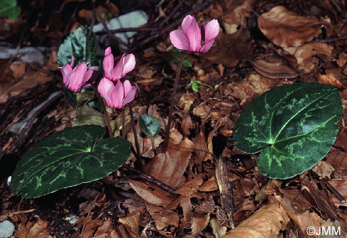 Cyclamen purpurascens subsp. purpurascens