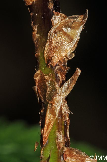 Dryopteris carthusiana : cailles de la base du ptiole