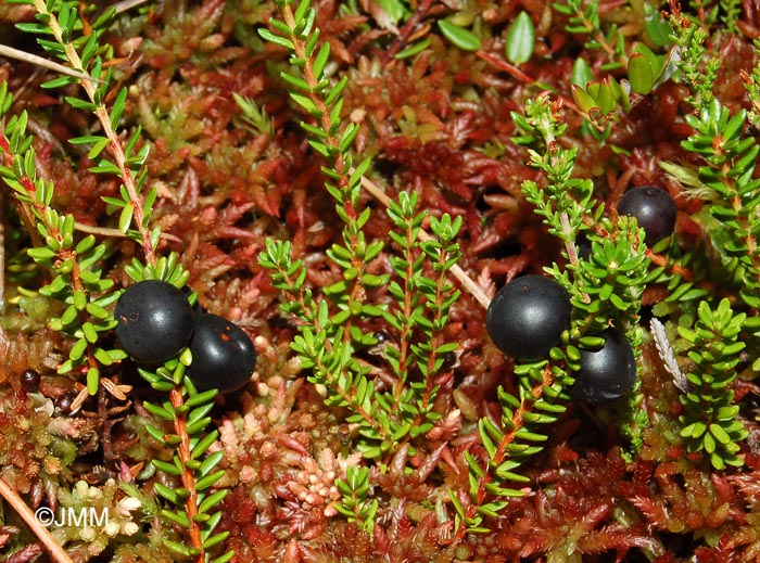 Empetrum nigrum subsp. nigrum