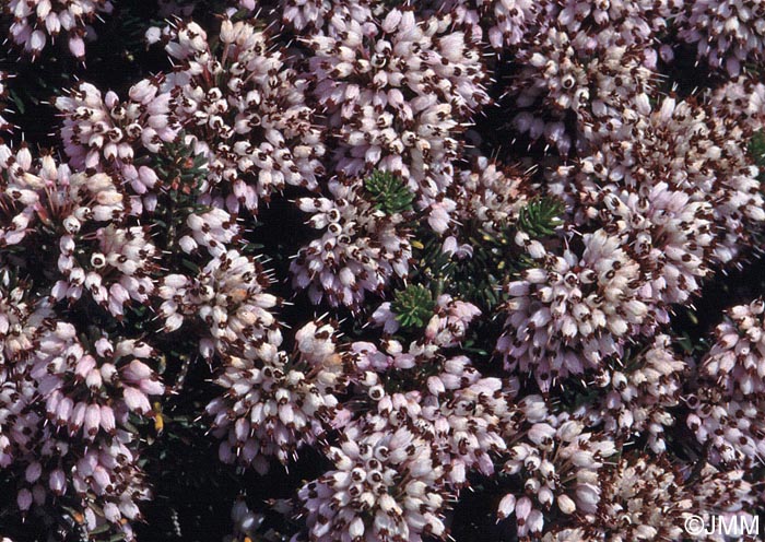 Erica multiflora