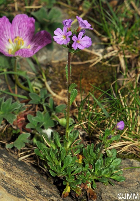 Erinus alpinus & Geranium cinereum