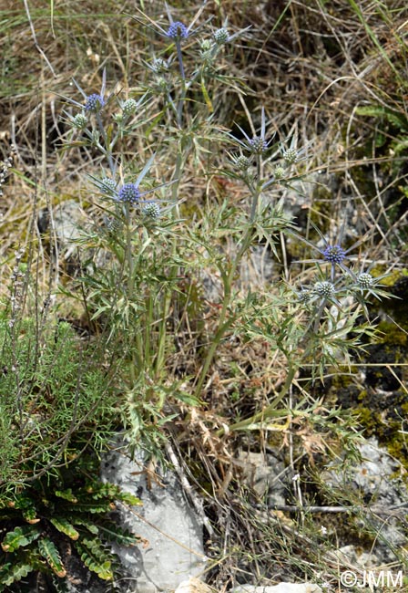 Asplenium ceterach subsp. bivalens & Eryngium amethystinum