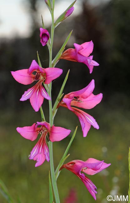 Gladiolus dubius