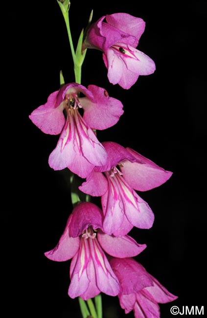 Gladiolus aff. imbricatus