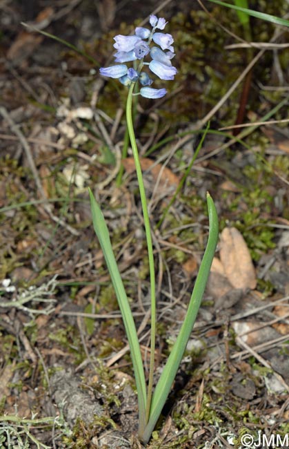 Hyacinthella dalmatica