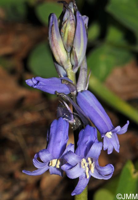 Hyacinthoides non-scripta