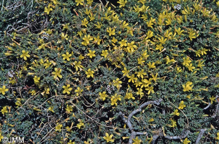 Hypericum aegypticum subsp. webbii