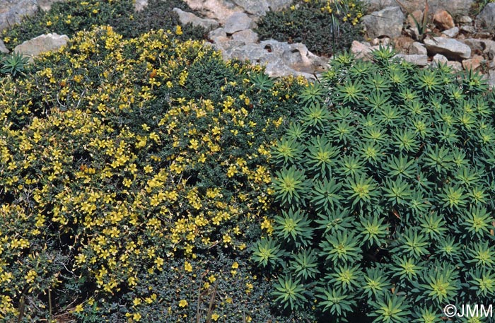 Hypericum aegypticum subsp. webbii & Euphorbia dendroides