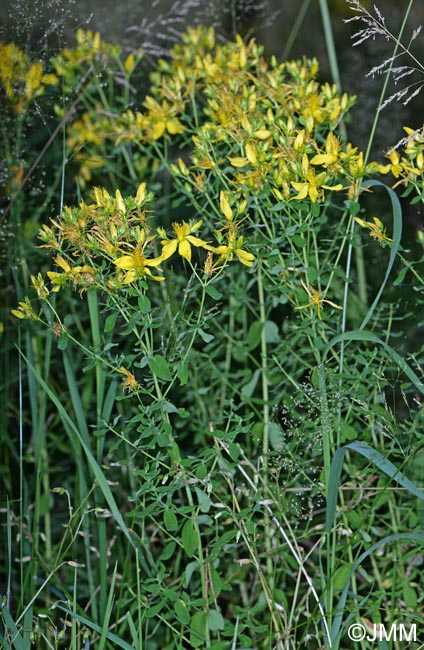 Hypericum maculatum subsp. obtusiusculum