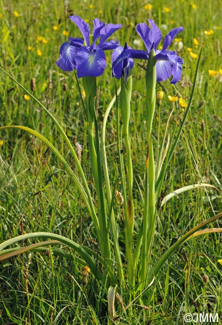 Iris latifolia = Iris xiphioides