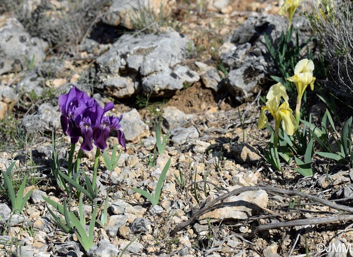 Iris lutescens = Iris chamaeiris