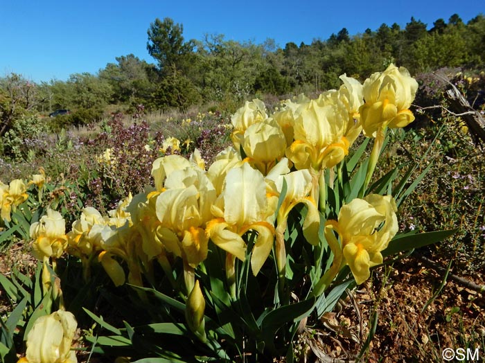 Iris lutescens = Iris chamaeiris