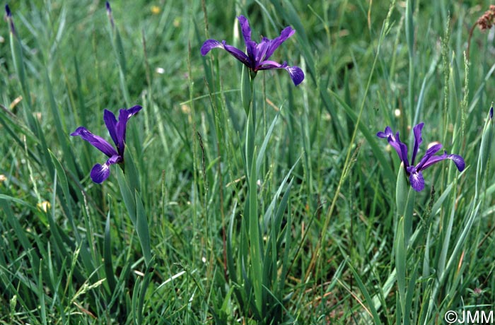 Iris reichenbachiana = Iris spuria subsp. maritima