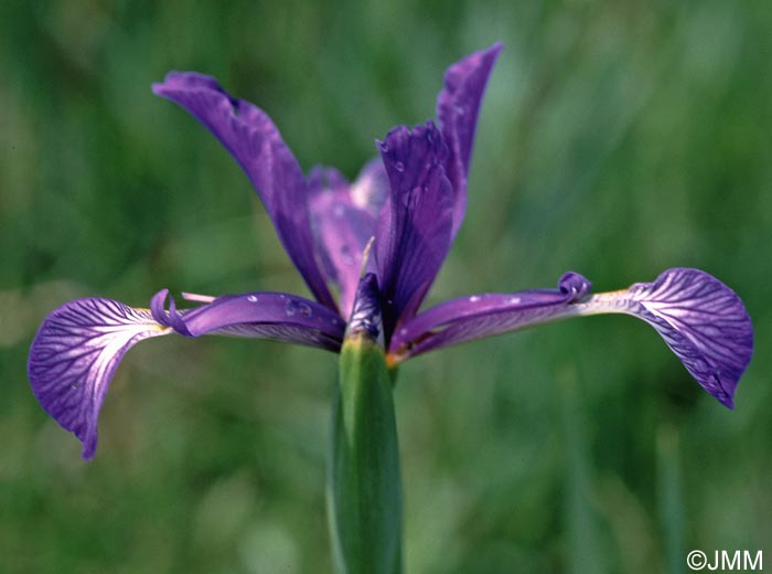 Iris reichenbachiana = Iris spuria subsp. maritima