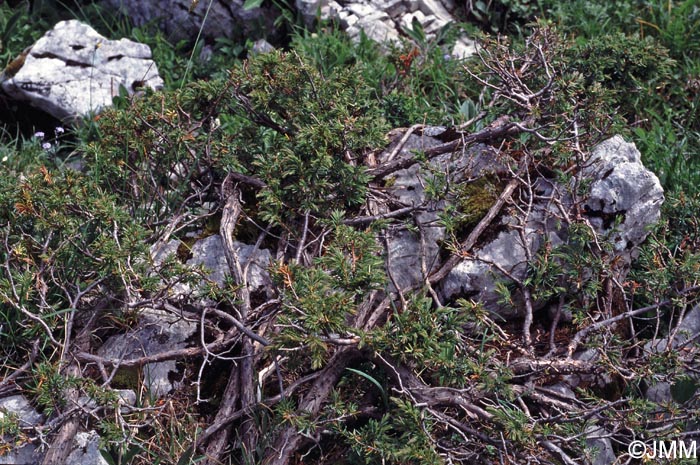 Juniperus communis subsp. nana