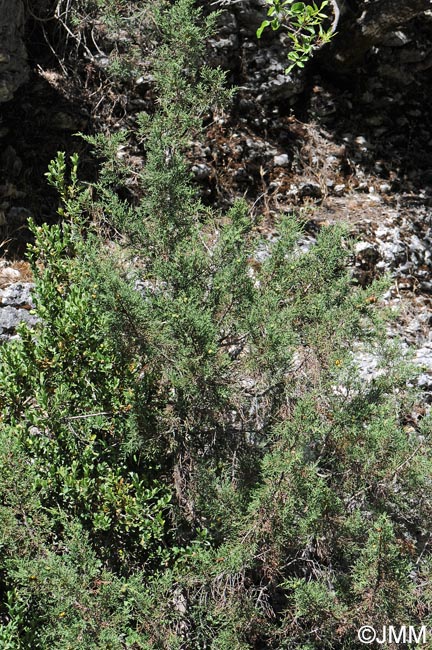 Juniperus phoenicea = Juniperus phoenicea subsp. phoenicea