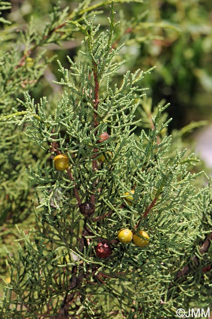 Juniperus phoenicea = Juniperus phoenicea subsp. phoenicea