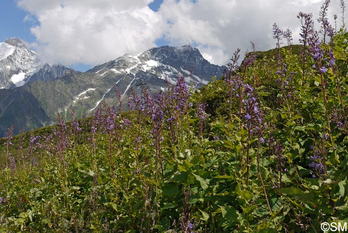 Lactuca alpina = Cicerbita alpina
