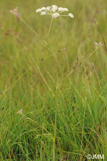 Laserpitium prutenicum subsp. prutenicum