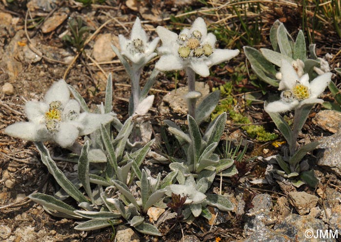 Leontopodium nivale subsp. alpinum = Leontopodium alpinum