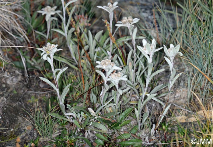 Leontopodium nivale subsp. alpinum = Leontopodium alpinum