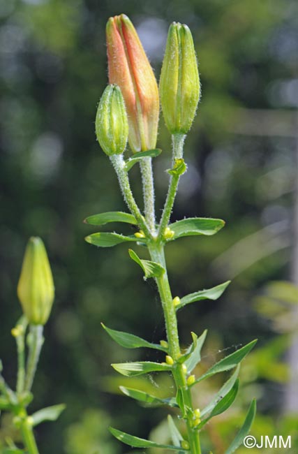 Lilium bulbiferum var. bulbiferum