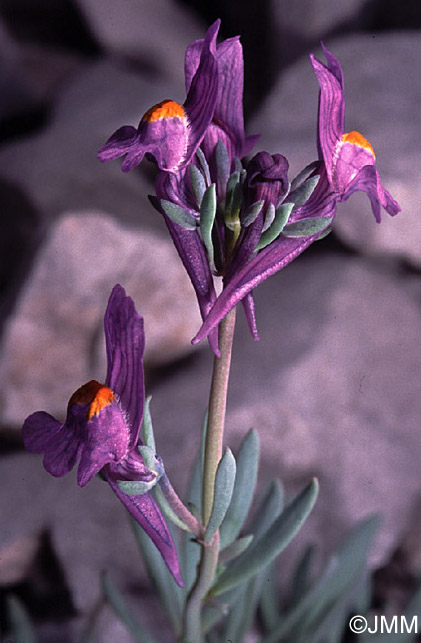 Linaria alpina subsp. petraea