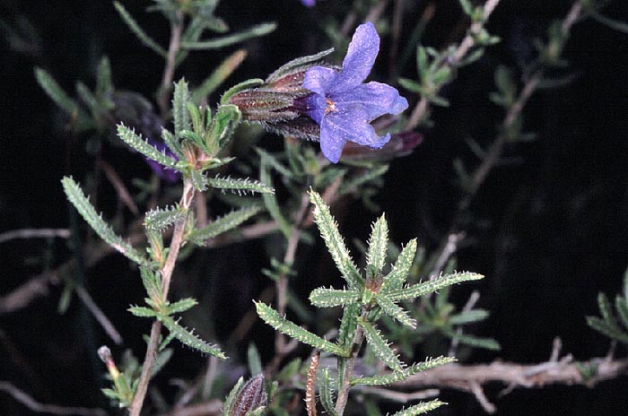 Lithodora fruticosa = Lithospermum fruticosum