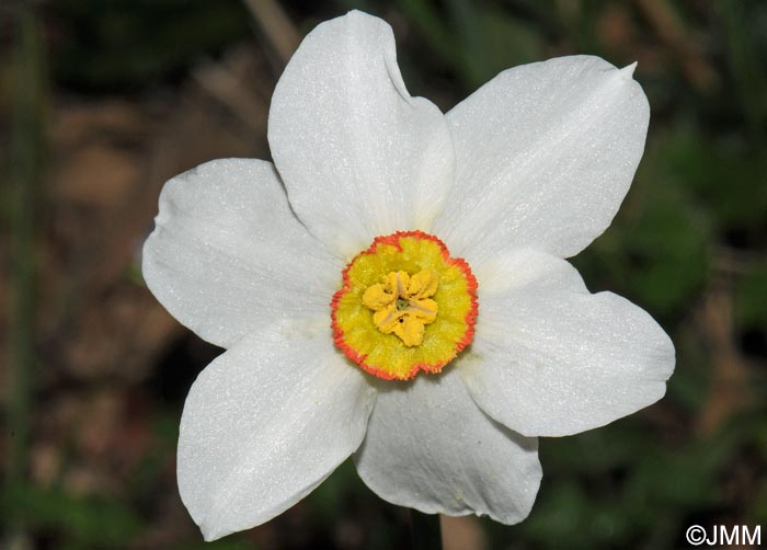 Narcissus poeticus = Narcissus radiiflorus