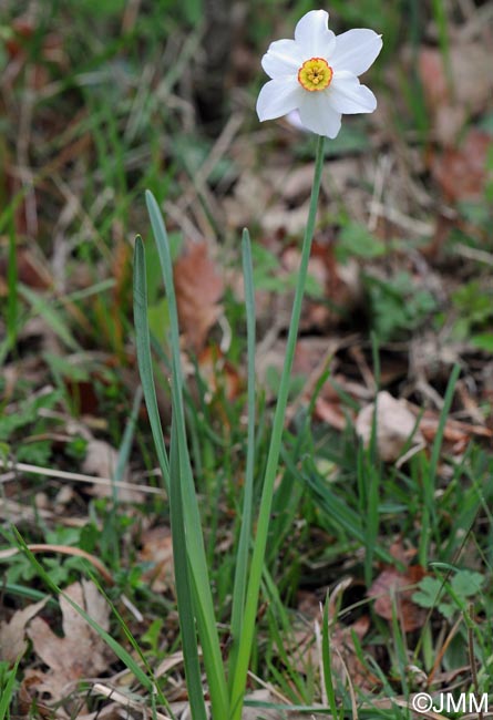 Narcissus poeticus = Narcissus radiiflorus