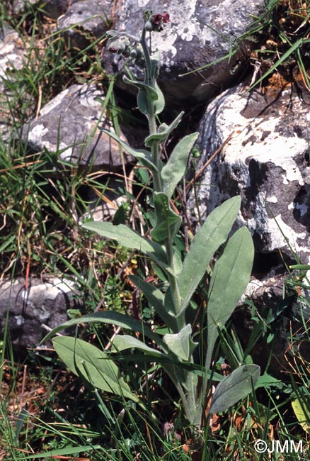 Pardoglossum cheirifolium = Cynoglossum cheirifolium