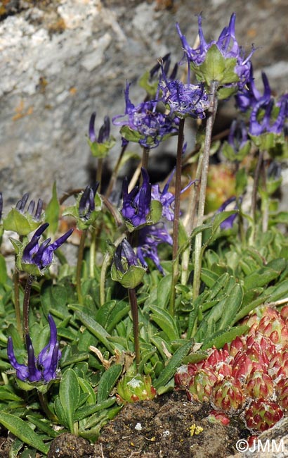 Phyteuma globulariifolium subsp. pedemontanum